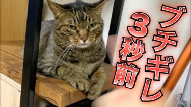 凶暴猫を煽ったら大激怒して本気でブチギレてきた…【てん動画】