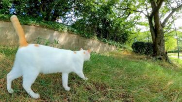 公園猫の朝のパトロールに付いていってみた【感動猫動画】