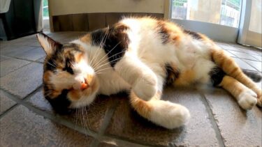 切符売り場の受付前にいた三毛猫ちゃん、待合室に座るとモフられにきた【感動猫動画】