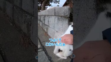 自分より強い猫には逆らえないにゃ#shorts【感動猫動画】