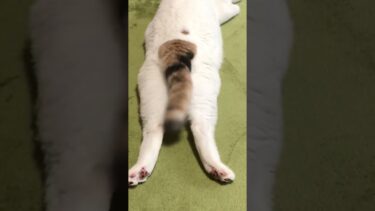 ぽてさんが伸びる瞬間を捉えた貴重な映像 #猫 #shorts【ぽてとチャンネル】