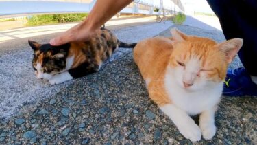 顔を見ると必ず挨拶してくる三毛猫ちゃん、撫でられていると別の猫に割り込まれる【感動猫動画】