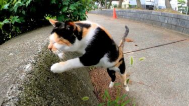 草の影で休んでいた三毛猫ちゃん、顔を見ると起きてモフられにきた【感動猫動画】