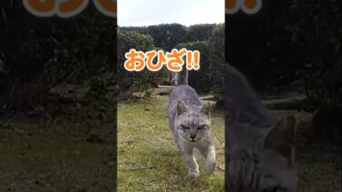 全力疾走で甘えてくる猫#shorts【感動猫動画】