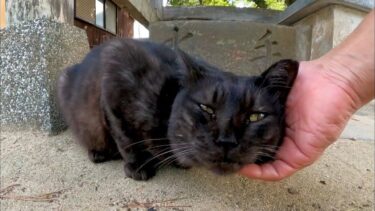 神社の黒猫ちゃんは手水舎で人が来るのを待っている【感動猫動画】