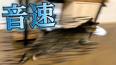 おやつを求め音速で疾走する猫が速すぎたwww【てん動画】