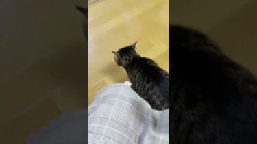 百発百中「オデコこっちおいで」でやって来ます【ひのき猫】