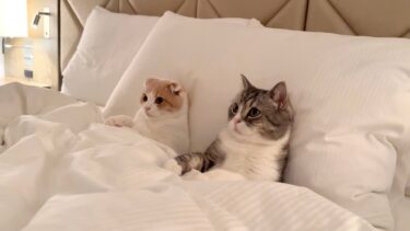 ホテルで一緒にテレビを見て夜更かししてる猫たちが可愛すぎました…笑【もちまる日記】