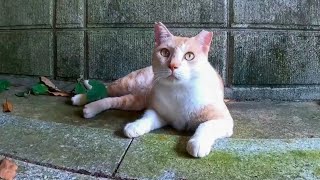 お堂で暮らす猫ちゃんが警戒を解いて人間を仲間と認める瞬間【感動猫動画】