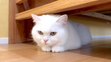 ポムさんがソファ下から出てこなくなった…^^;【ポムさんとしまちゃん / ねこべや】