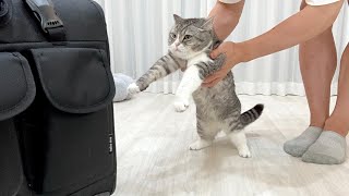 病院に行くのが嫌すぎて全力拒否してくる猫がこうなっちゃいました…【もちまる日記】