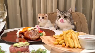 猫たちと一緒にホテルのディナーを頼んでみたら幸せすぎました笑【もちまる日記】