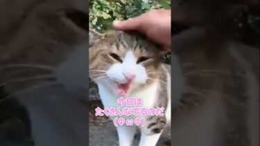 びっくりしたけど撫でられて喜ぶ猫#shortsvideo【感動猫動画】