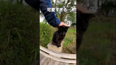 舌をしまい忘れる猫が可愛すぎた…#shorts【感動猫動画】