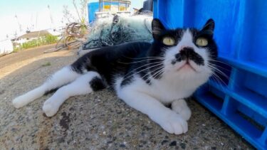 髭のハチワレ猫ちゃん、漁港の小さな日陰から何か言ってきた【感動猫動画】