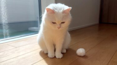 大好きなおもちゃを失くして不満が爆発した猫…。【ポムさんとしまちゃん / ねこべや】