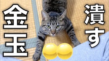 去勢で金玉を無くした猫がブチギレて俺の金玉を潰しにきた…【てん動画】