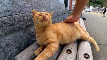 猫島の港近くのベンチに猫が座っていたので隣に座ってナデナデしてきた【感動猫動画】