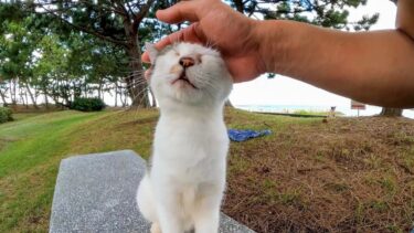 公園のベンチに猫が座っていたので隣に座ってナデナデしてきた【感動猫動画】