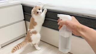 子猫に霧吹きすると悪さしなくなるらしいのでやってみたらこうなったw【もちまる日記】