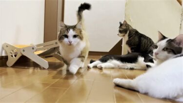 自分の名前を間違えない賢い猫集団【ひのき猫】