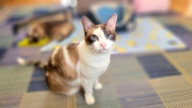 畳で寝てたペポ猫にひんやりマットへ移るよう声掛けたら素直に移ってくれた【CuteWoo】