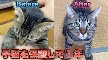 あの日に子猫と出会ってから1年が経過しました。【てん動画】