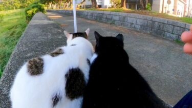 防波堤で寝ていた猫たち、隣に座ると擦り寄ってきた【感動猫動画】