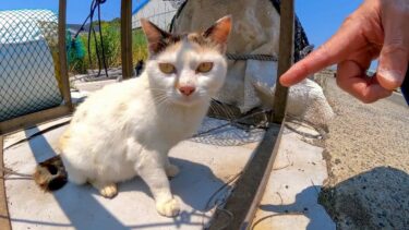 漁港の猫ちゃん、一旦は逃げようとしたけど一回撫でると甘えてくるようになった【感動猫動画】