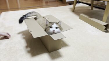 娘にだけ「触るな」の猫パンチで拒否する猫【ひのき猫】