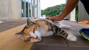 フェリー乗り場の前でダラダラ寝る三毛猫をナデナデしてきた【感動猫動画】
