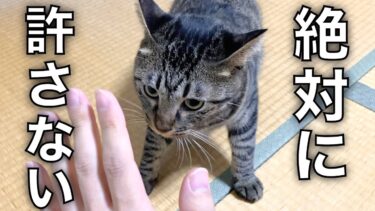 数日ぶりに帰宅したら猫がブチギレて襲いかかってきた…【てん動画】