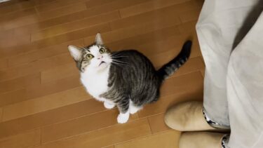 お喋り好きな猫は朝からニャーニャーしゃべってます【ひのき猫】