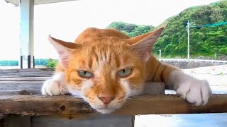漁港で寝ていた猫、釣りに来ていた子供に撫でられてゴロゴロ喜ぶ【感動猫動画】