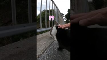 他の猫が撫でられるとブチギレる独占欲強めな猫ちゃんはこちらです#shorts【感動猫動画】