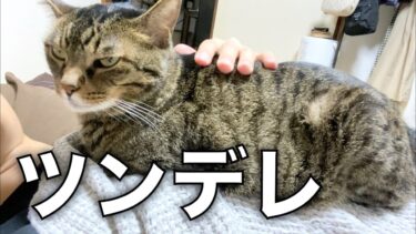 珍しく飼い主のお腹の上に乗って甘えてくる凶暴猫…【てん動画】