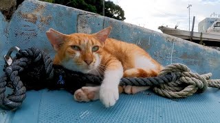 船の中にいた猫を撫でると甘えん坊の別の猫が割込んできた【感動猫動画】