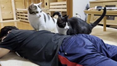 「夜、寝られへんようになるよ」と起こしてあげる猫【ひのき猫】