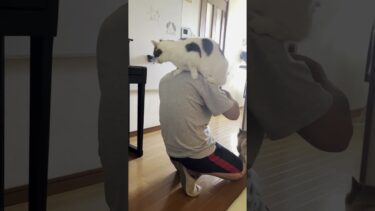 懐いてると思ったら・・・【ひのき猫】