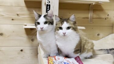 リベンジに燃えるお母さんの心を虚しくさせる猫【ひのき猫】
