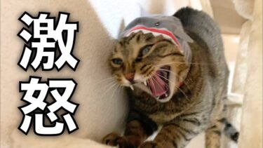 凶暴猫に可愛い被り物をかぶせた結果がww【てん動画】