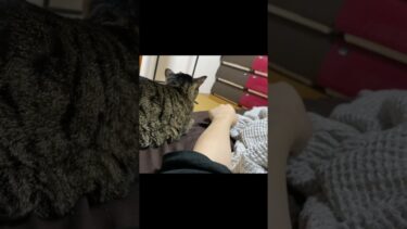 一緒に寝てくれるツンデレな凶暴猫がこちら… #猫【てん動画】