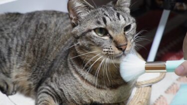 ブラシで撫でたら対応がアメとムチになってしまう猫ガーちゃん【リキちゃんねる　猫動画】 キジトラ 猫のいる暮らし