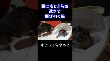 反応が早すぎ！目にもとまらぬ速さで飛びのく猫 #猫のいる暮らし #キジシロ