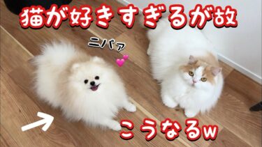 猫のことが大好きすぎる犬はこんな行動をとります！w【猫のレモンちゃんねる】