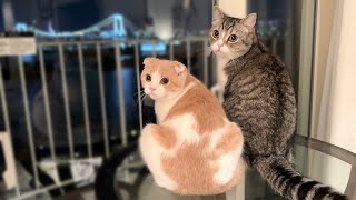 生まれて初めて夜景を見た猫の反応が可愛すぎましたw【もちまる日記】