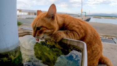 会うと必ず挨拶してくる猫、挨拶が済むと水を飲みに戻る【感動猫動画】