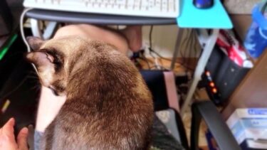 膝にしがみつくシャム猫に下りるよう頼んだら向きを変えて更に抱き付かれた🤪【CuteWoo】