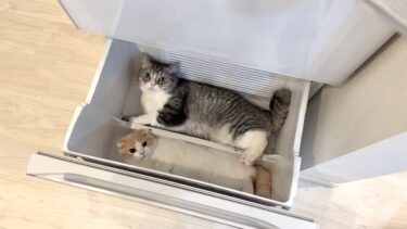 冷蔵庫を開けっぱなしにしたら暑がりな猫たちがこうなってましたw【もちまる日記】