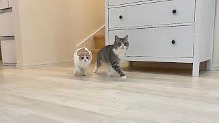 猫たちを呼んだら何秒で来てくれるか測ってみたらすごすぎましたwww【もちまる日記】